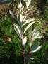 vignette Rhododendron arboreum delavayi albotomentosum