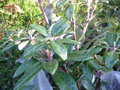 vignette Rhododendron arboreum delavayi albotomentosum