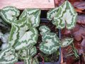 vignette Cyclamen hederifolium cv1