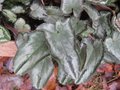 vignette Cyclamen hederifolium cv2