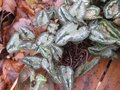 vignette Cyclamen hederifolium cv3