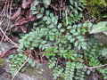 vignette Rubus taiwanicolus