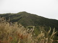 vignette Miscanthus & Fallopia