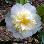 vignette Camlia ' GWENNETH MOREY ' camellia japonica