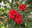 vignette Camlia ' NUCCIO'S RUBY ' camellia reticulata