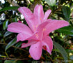 vignette Camlia ' OUR BETTY ' camellia hybride