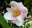 vignette Camlia ' CANDLE GLOW ' camellia hybride