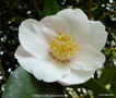 vignette Camlia ' CANDLE GLOW ' camellia hybride