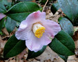 vignette Camélia ' J.C WILLIAMS ' camellia hybride williamsii