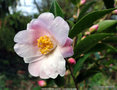 vignette Camlia ' FESTIVAL OF LIGTH ' camellia hybride