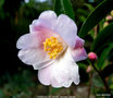vignette Camlia ' FESTIVAL OF LIGTH ' camellia hybride