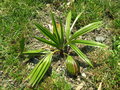 vignette trachycarpus geminisectus 2011