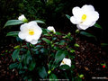 vignette Camlia ' SILVER TOWER ' camellia japonica