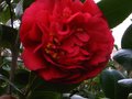 vignette Camellia japonica Kramer's suprme au 20 01 12