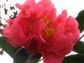 vignette Camellia Reticulata Captain Rawes gros plan de ses trs grandes fleurs au 14 01 12