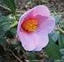 vignette Camlia ' MAGALI ' camellia japonica, parfum