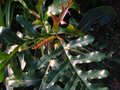 vignette Stenocarpus sinuatus gros plan du feuillage très découpé au 06 01 12