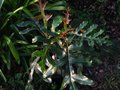 vignette Stenocarpus Sinuatus au magnifique feuillage très découpé au 06 01 12