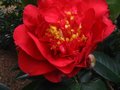 vignette Camellia Reticulata Dr Clifford's Park  la trs grande fleur au 23 01 12
