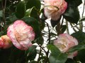 vignette Camellia japonica Margareth Davies Picottee au 23 01 12