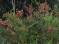 vignette Grevillea Rosmarinifolia immense et encore trs fleuri au 23 01 12