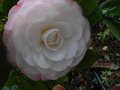 vignette Camellia japonica Desire toujours magnifique au 20 01 12
