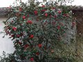 vignette Camellia japonica Grand Prix immense et fleurs normes au 22 01 12