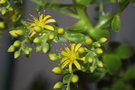 vignette fleur aeonium arboreum