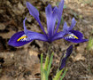 vignette Iris reticulata