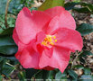 vignette Camlia ' BETTY FOY SANDERS ' camellia japonica ( mutation )