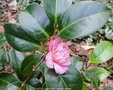 vignette Camlia ' LITTLE LAVENDER ' camellia hybride