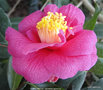 vignette Camlia ' CARQUEFOU ' camellia japonica