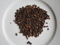 vignette de grains de chicorée torrifiée industriellement, Cichorium intybus var. sativum