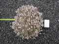 vignette Allium ampeloprasum, ail lphant