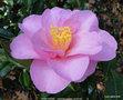 vignette Camlia ' DAINTINESS '  camellia hybride williamsii