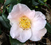 vignette Camlia ' JENNIFER TURNBULL ' camellia japonica
