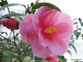 vignette Camlia ' DONATION ' camellia hybride williamsii