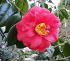 vignette Camlia ' ADOLPHE AUDUSSON ' camellia  japonica