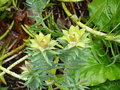vignette Euphorbia pithyusa NDC