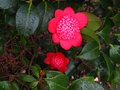 vignette Camellia japonica Bob's tinsie trs lumineux au 25 01 12