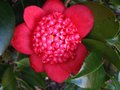 vignette Camellia japonica Bob's tinsie trs lumineux au 24 01 12