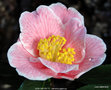 vignette Camlia ' ADELINA PATTI ' camellia japonica