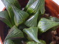 vignette Haworthia mirabilis var. badia 11 08 - 29 01 2012 NDC
