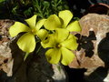 vignette Oxalis pes-caprae - Oxalis des Bermudes - trèfle jaune
