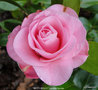 vignette Camlia ' BETTY RIDLEY ' camellia hybride
