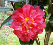 vignette Camlia ' LAURA WALKER ' camellia japonica ' ?