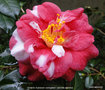 vignette Camlia ' Adolphe Audusson variegated ' camellia japonica