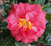 vignette Camlia ' ADOLPHE AUDUSSON ' camellia japonica