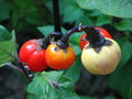 vignette Solanum Sensation