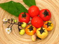 vignette Solanum Sensation